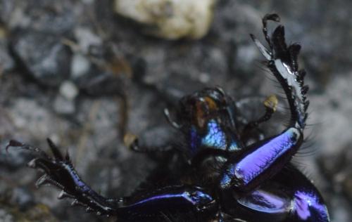 Anoplotrupes stercorosus